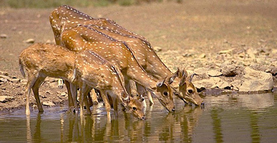 Bandh Baretha Wildlife Sanctuary, Bharatpur, Rajasthan - Vushii.com Bandh Baretha Wildlife Sanctuary, Bharatpur, Rajasthan - Vushii.com